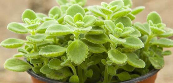 碰碰香有毒嗎，碰碰香一碰就芳香怡人