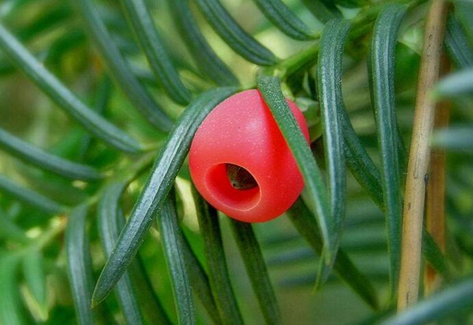 家里紅豆杉的風(fēng)水禁忌，五行多木的人不適合養(yǎng)殖