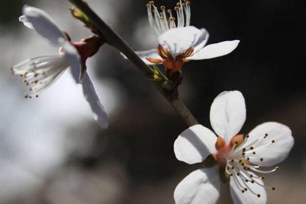 櫻花秋天開花春天還會(huì)開嗎