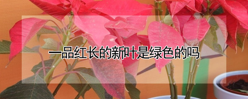 一品紅長(zhǎng)的新葉是綠色的嗎