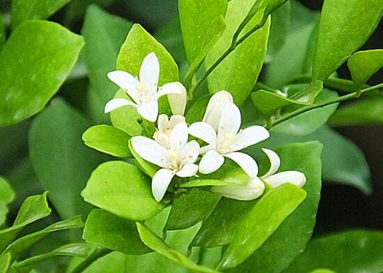 九里香葉子為什么發(fā)黃，九里香葉子發(fā)黃怎么辦