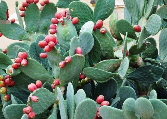 仙人掌的果實能吃嗎，食用可清熱解毒、養(yǎng)顏護(hù)膚