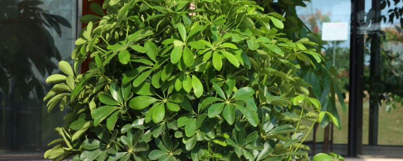 金錢樹(shù)和搖錢樹(shù)的區(qū)別