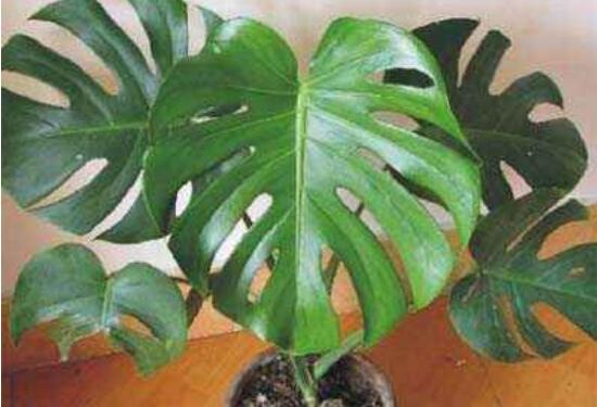 誤食龜背竹葉子怎么辦，第一時(shí)間去醫(yī)院積極治療(中毒較深)