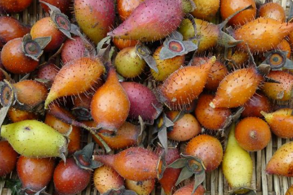 金櫻子果實(shí)有幾個(gè)品種