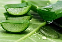 蘆薈有什么作用和功效，作用全面但也需要注意