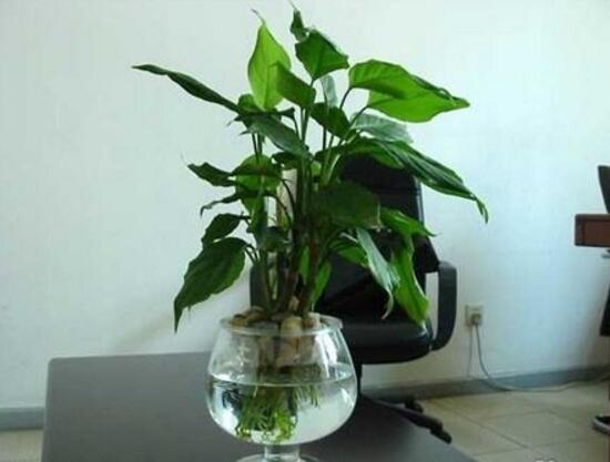 萬(wàn)年青怎么澆水，萬(wàn)年青多久澆次水/三天澆一次