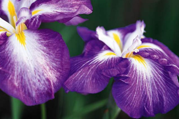 白色紫羅蘭可以放在室內(nèi)嗎