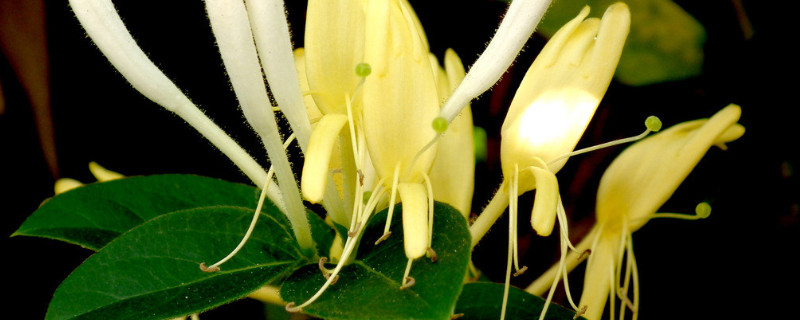 金銀花春季怎樣抹芽