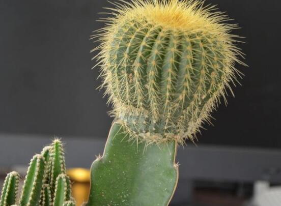 怎樣養(yǎng)仙人球容易開花，記住五個(gè)要點(diǎn)花開爆盆