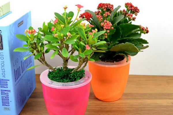 虎刺梅致癌真的假的，養(yǎng)殖虎刺梅的土壤含有致癌物質(zhì)