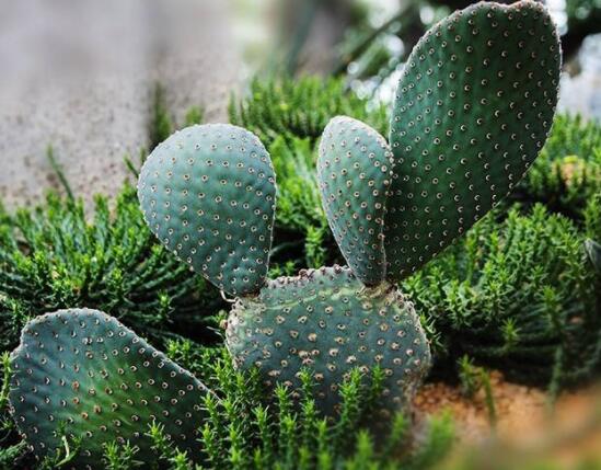 仙人掌怎么澆水和施肥，教你三個步驟便可生長枝葉翠綠