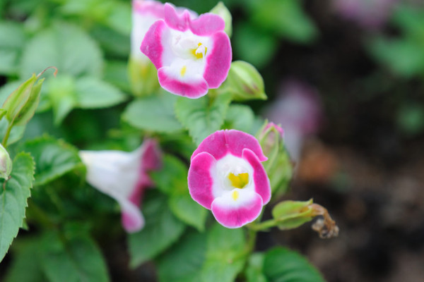 牽?；ǚN子可以用真空保存嗎