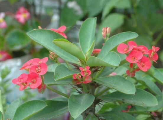 虎刺梅冬天養(yǎng)殖的禁忌，做好四個(gè)要點(diǎn)便可安然過冬