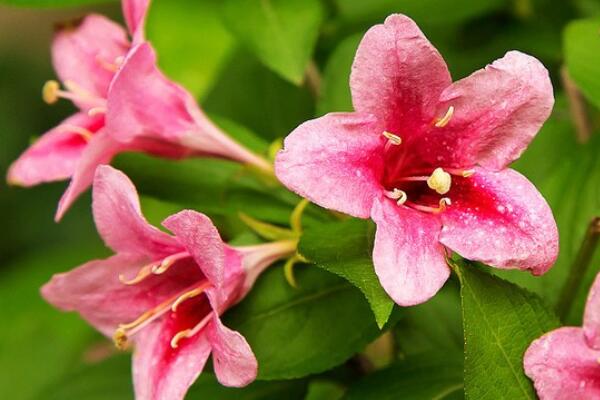 五角梅盆栽怎么養(yǎng)