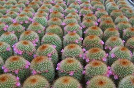 仙人球移栽注意事項(xiàng)，注意不可弄傷根系、及時(shí)消毒/土壤微濕潤