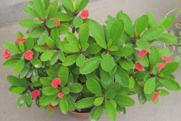 虎刺梅一年開幾次花，只要養(yǎng)護(hù)得當(dāng)虎刺梅可以四季開花