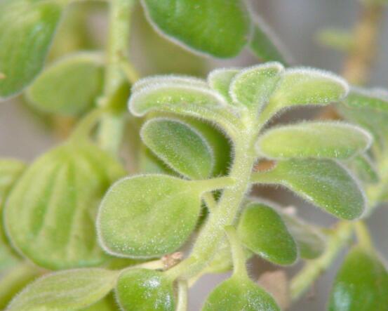 碰碰香和薄荷的區(qū)別，解析一眼就能分辨出的兩種方法