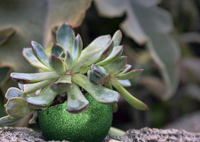 玉樹(shù)的葉子發(fā)軟發(fā)黃，防止這些問(wèn)題發(fā)生的解決方法