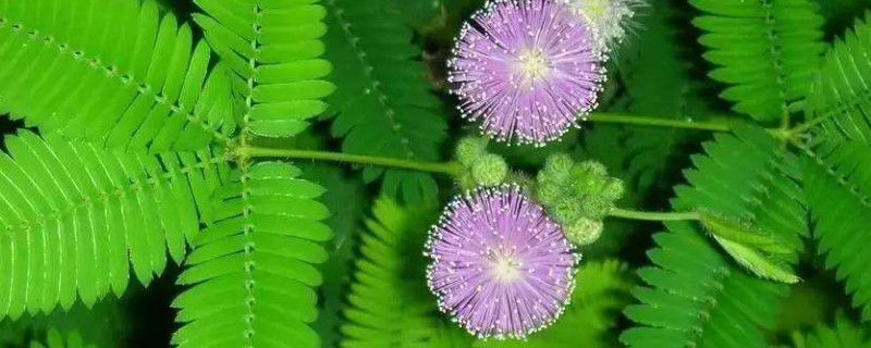 含羞草能曬太陽(yáng)嗎