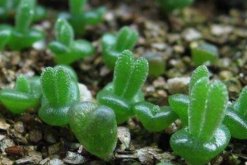 碧光環(huán)花語是什么，碧光環(huán)—可愛的精靈