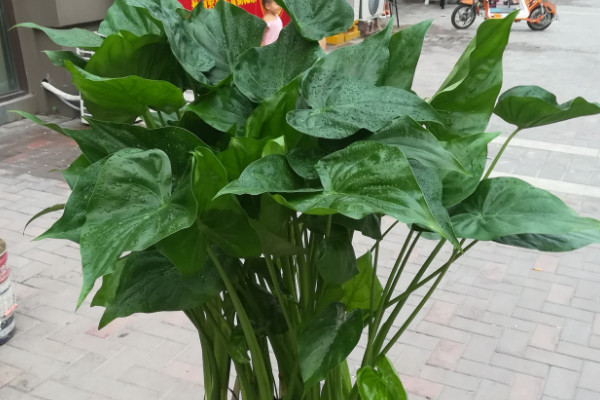 滴水觀音與千手觀音的區(qū)別