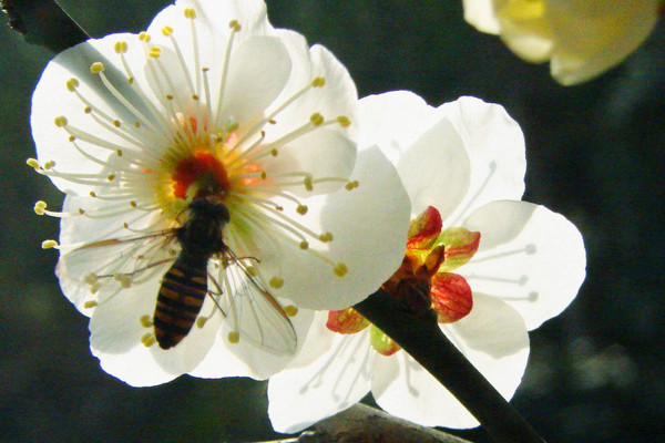 梅花春天開(kāi)嗎