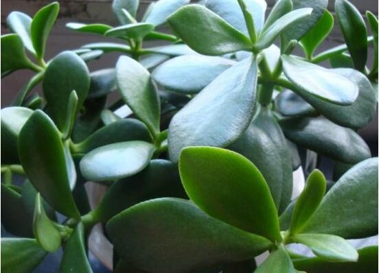 玉樹的風(fēng)水作用，不僅除邪聚財氣還可以逢兇化吉