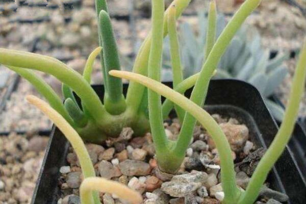 碧光環(huán)會開花嗎，會開/但開花難度較大