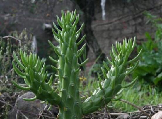 仙人掌變黃的原因是什么，四種原因以及解決方法