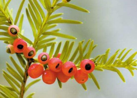 紅豆杉泡水喝的功效，防癌抗癌、增強免疫力、消炎抑菌