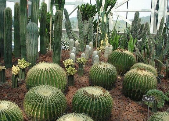 仙人掌喜歡陽光嗎，長日曬生長更健康