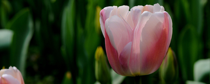 郁金香能在家里養(yǎng)嗎