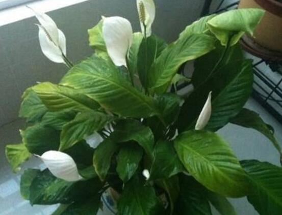 一帆風(fēng)順葉子下垂，四種原因以及解決辦法