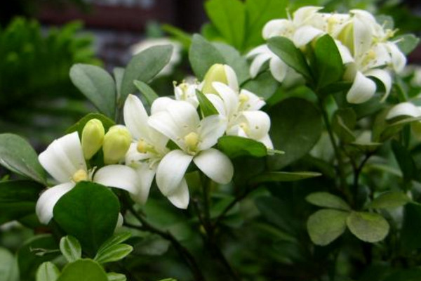 九里香如何長(zhǎng)粗，通過(guò)光照、溫度、施肥、修剪4步進(jìn)行