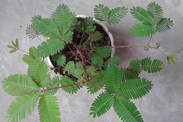 含羞草有毒嗎有什么毒，經(jīng)常接觸會(huì)導(dǎo)致脫發(fā)