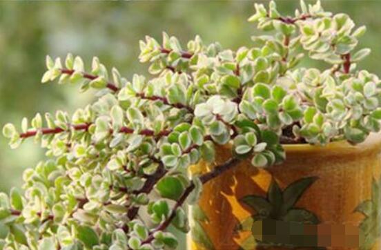 多肉植物雅樂之舞怎么養(yǎng)，注意五個(gè)要點(diǎn)一年四季常青