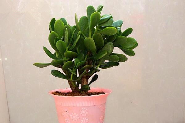 玉樹幾天澆水一次，生長(zhǎng)季節(jié)2~3天澆水一次