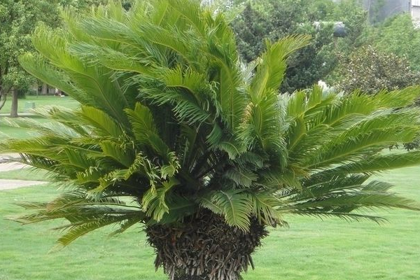 鐵樹哪些人不宜養(yǎng)，沒有不能養(yǎng)鐵樹的人