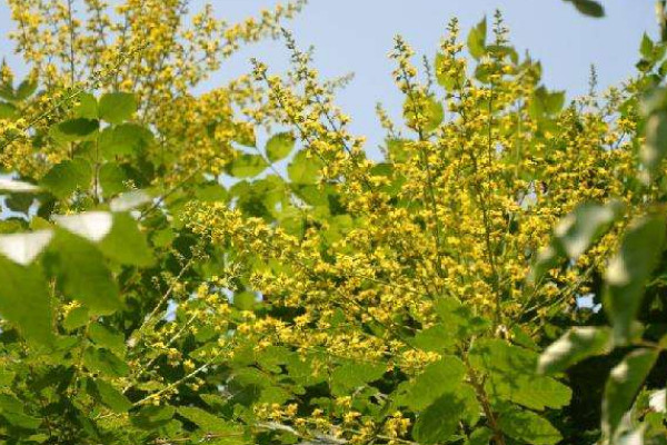 復(fù)羽葉欒樹(shù)果實(shí)能吃嗎