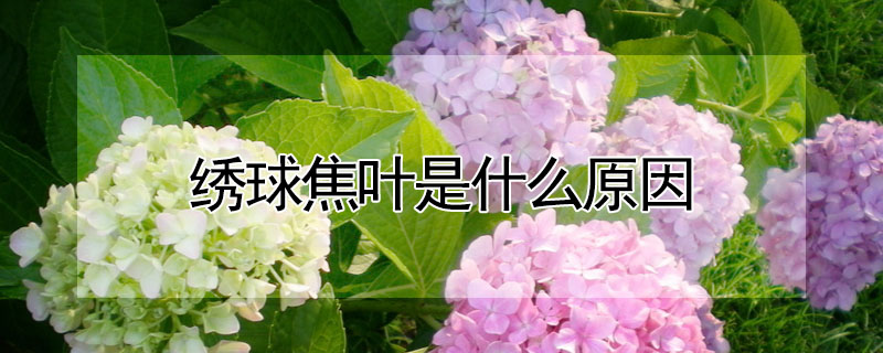 繡球焦葉是什么原因
