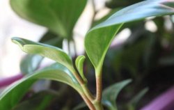 紫葉碧玉怎么養(yǎng)，土壤的選擇很關(guān)鍵