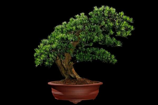 羅漢松適宜擺放的位置，適合擺放在會(huì)議室、酒店大堂