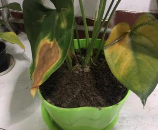 紅掌葉子發(fā)黃焦邊干枯是怎么回事，教你最直接有效三種解決措施