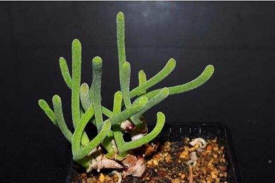 碧光環(huán)多肉怎么種，播種時(shí)間要選對(duì)