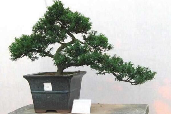 羅漢松盆景養(yǎng)殖方法，以下5點(diǎn)最為關(guān)鍵