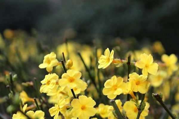 迎春花的特點(diǎn)