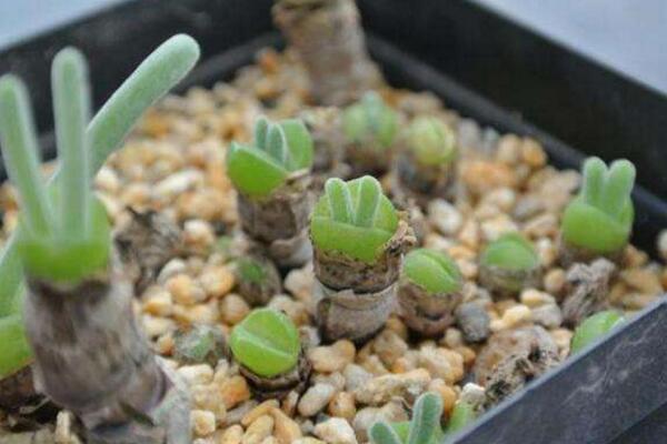 碧光環(huán)播種多久能長(zhǎng)大，種后一星期發(fā)芽四個(gè)月長(zhǎng)大