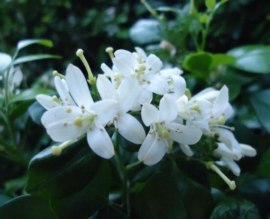 九里香的花語(yǔ)，代表著愛(ài)情的俘虜(美好與神圣)