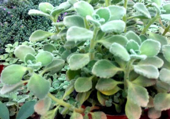 碰碰香木質(zhì)化怎么辦，只需要立馬重新進(jìn)行扦插繁殖